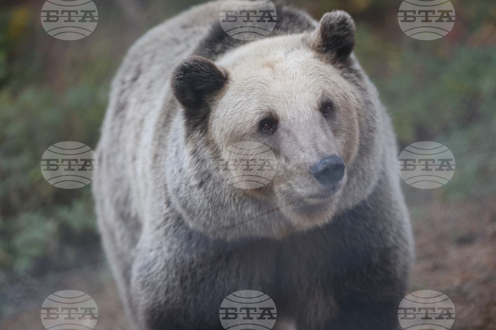 Белица - Парк за мечки - есен