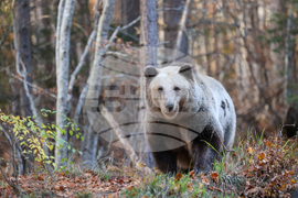 Белица - Парк за мечки - есен