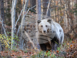 Белица - Парк за мечки - есен