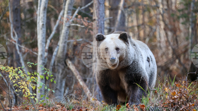 Държавата въвежда нови правила за действие при навлизане на мечки в населени места