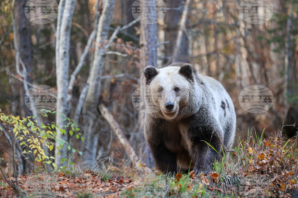 Държавата въвежда нови правила за действие при навлизане на мечки в населени места
