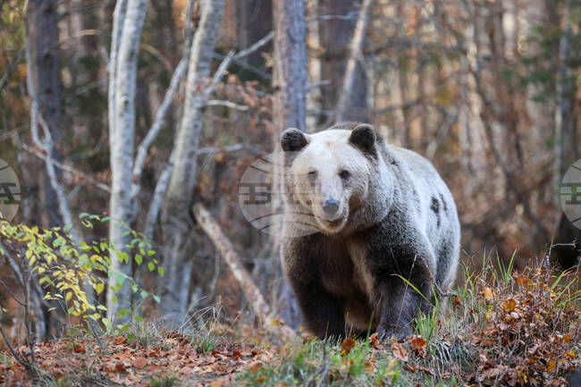 Държавата въвежда нови правила за действие при навлизане на мечки в населени места