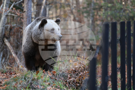 Белица - Парк за мечки - есен