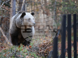 Белица - Парк за мечки - есен