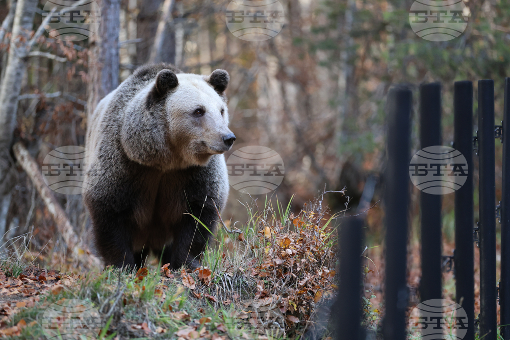 Белица - Парк за мечки - есен