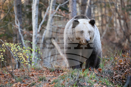 Белица - Парк за мечки - есен