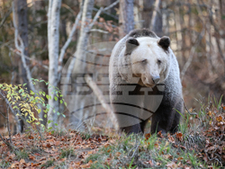Белица - Парк за мечки - есен