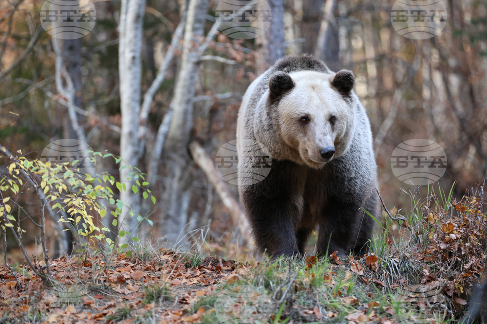 Romania Has Most Brown Bears in Europe, or Three Times More Than It Should, Study Shows