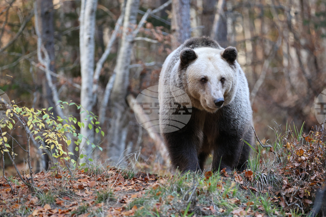 Romania Has Most Brown Bears in Europe, or Three Times More Than It Should, Study Shows