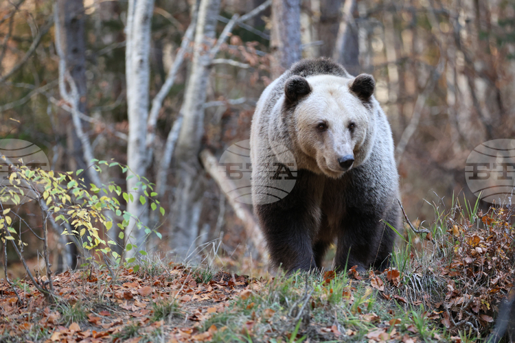 Romania Has Most Brown Bears in Europe, or Three Times More Than It Should, Study Shows