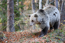 Белица - Парк за мечки - есен