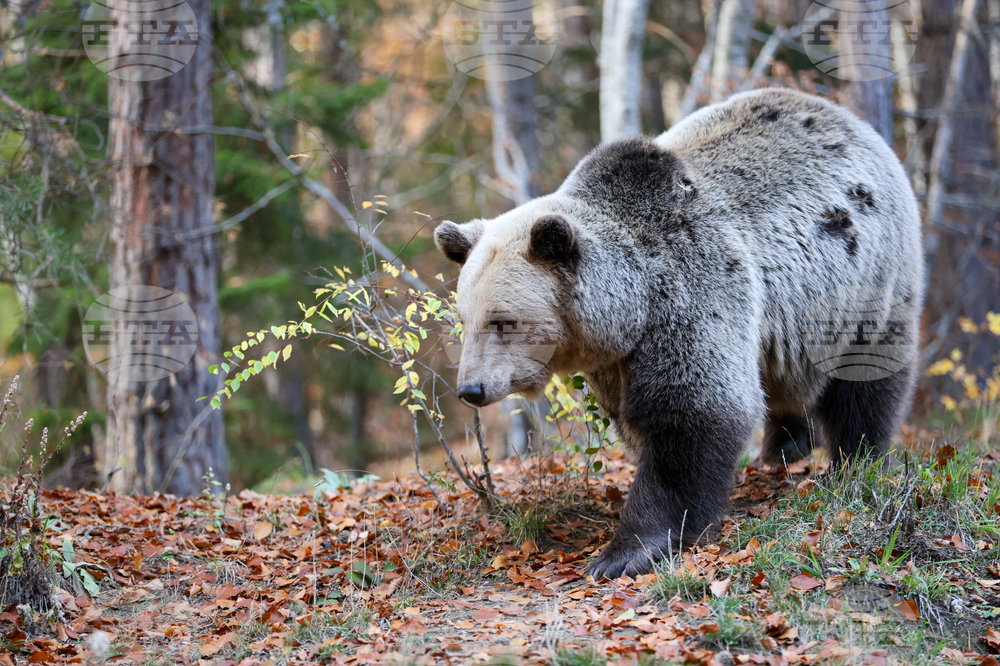 Белица - Парк за мечки - есен