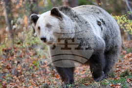 Белица - Парк за мечки - есен