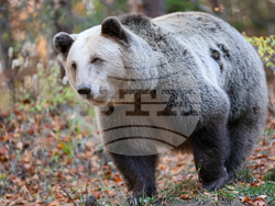 Белица - Парк за мечки - есен