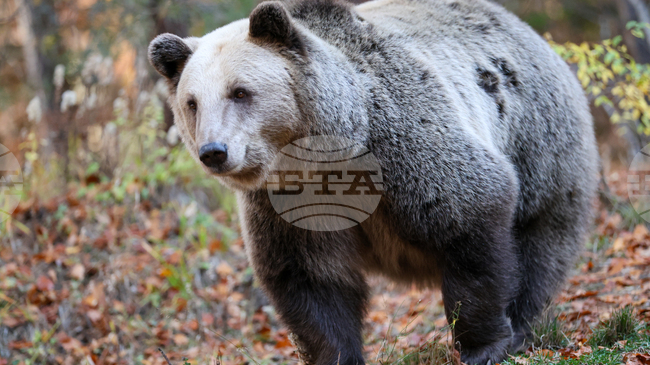 Проблемната мечка край Могилица и Смилян скоро не е имала прояви на агресия, при нов случай има готовност да се даде разрешение за отстрелът ѝ