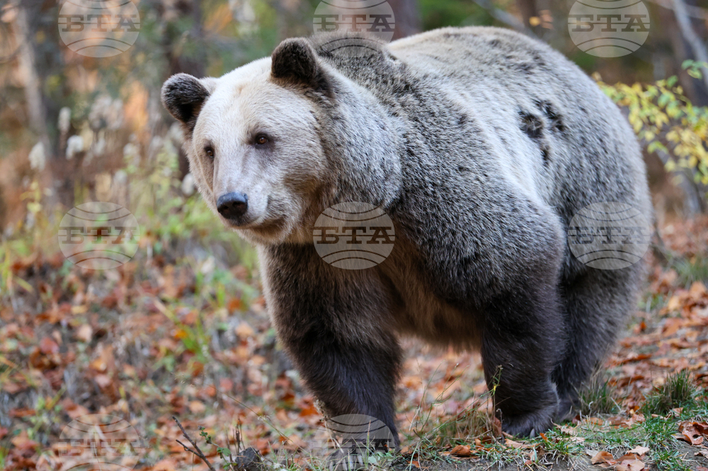 Проблемната мечка край Могилица и Смилян скоро не е имала прояви на агресия, при нов случай има готовност да се даде разрешение за отстрелът ѝ