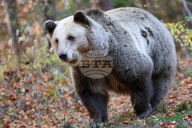 Проблемната мечка край Могилица и Смилян скоро не е имала прояви на агресия, при нов случай има готовност да се даде разрешение за отстрелът ѝ