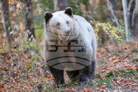 Белица - Парк за мечки - есен