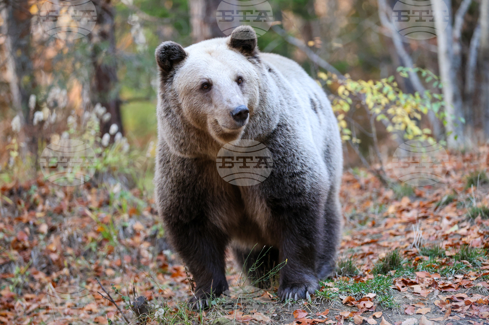 В Карлово са осигурени денонощни патрули заради забелязаната мечка, информира Министерството на земеделието и храните