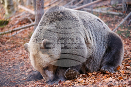 Белица - Парк за мечки - есен