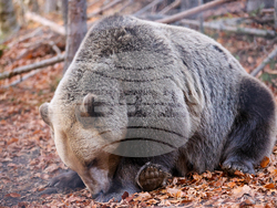 Белица - Парк за мечки - есен