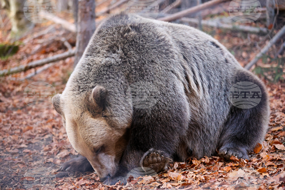 Белица - Парк за мечки - есен