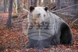 Белица - Парк за мечки - есен