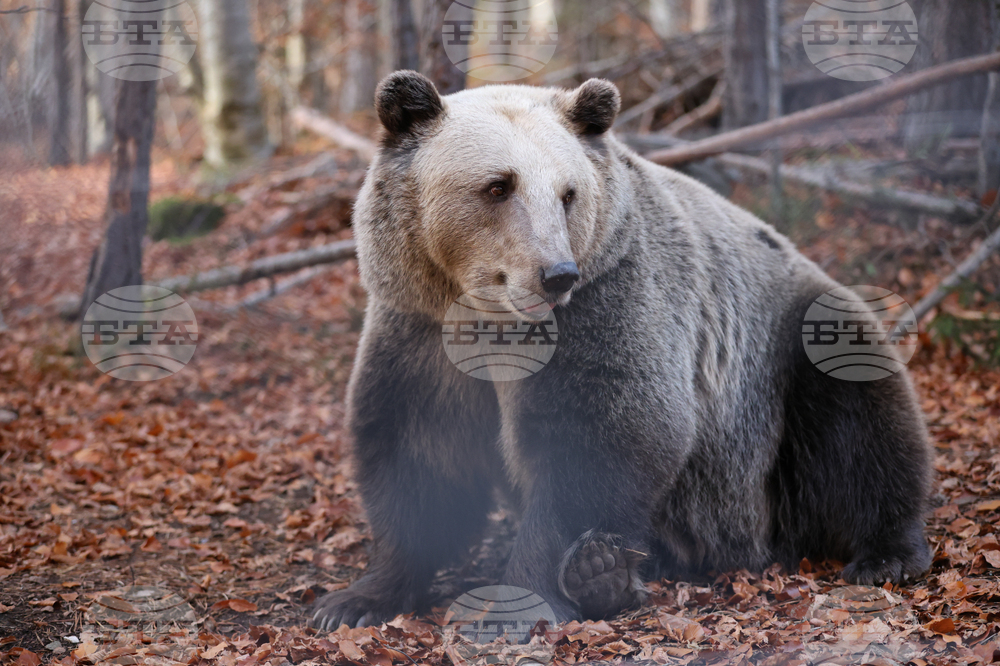 Белица - Парк за мечки - есен