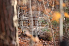 Белица - Парк за мечки - есен