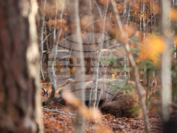 Белица - Парк за мечки - есен