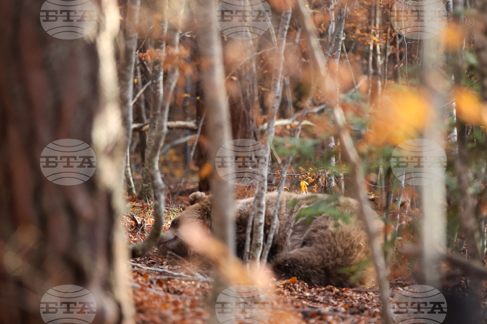 Белица - Парк за мечки - есен