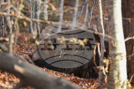 Белица - Парк за мечки - есен