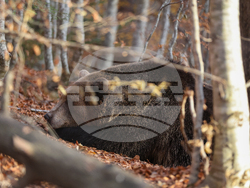 Белица - Парк за мечки - есен