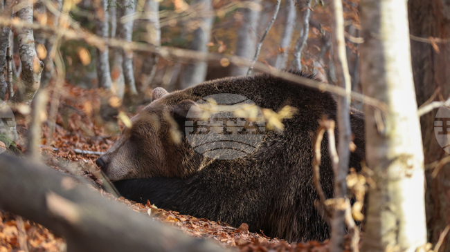 Паркът за мечки в Белица празнува 25 години от създаването си, обитателите му се подготвят за зимен сън 