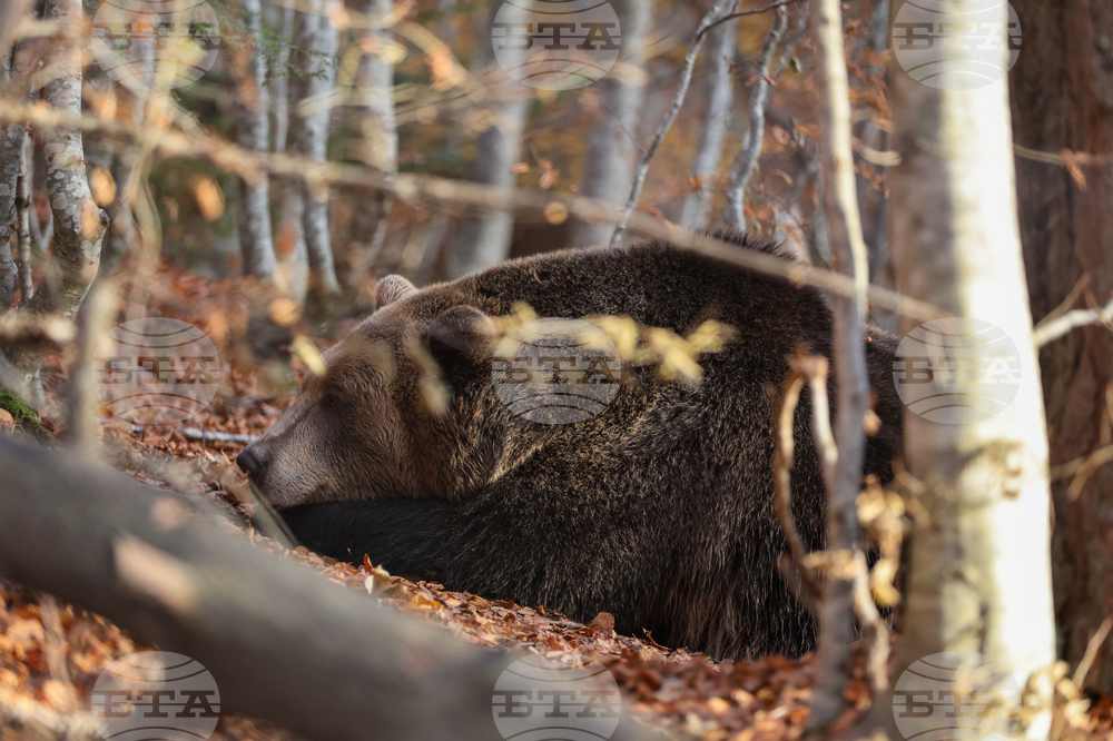 Паркът за мечки в Белица празнува 25 години от създаването си, обитателите му се подготвят за зимен сън 