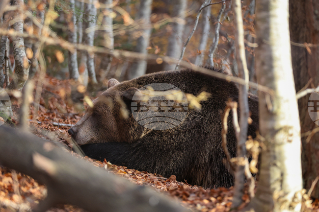 Паркът за мечки в Белица празнува 25 години от създаването си, обитателите му се подготвят за зимен сън 