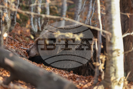 Белица - Парк за мечки - есен