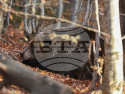 Белица - Парк за мечки - есен