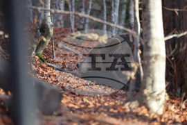 Белица - Парк за мечки - есен