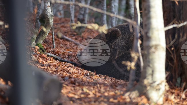 На прага на зимата всяка от мечките в парка в Белица се подготвя за хибернация, някои от тях вече спят зимен сън