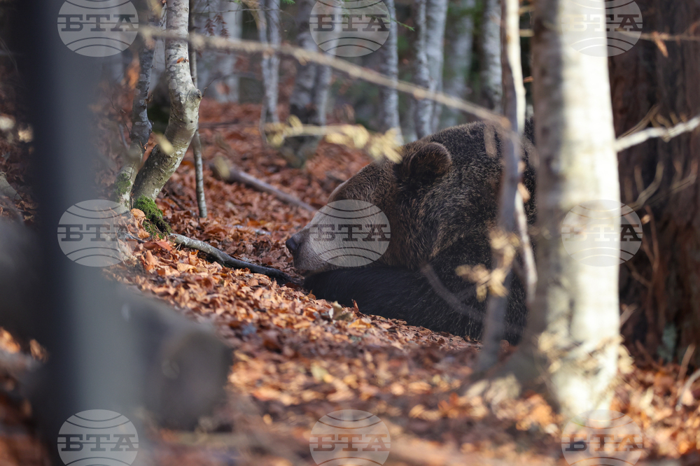 November 17, 2000: First Bear Shelter Park in Eastern Europe Opens near Belitsa