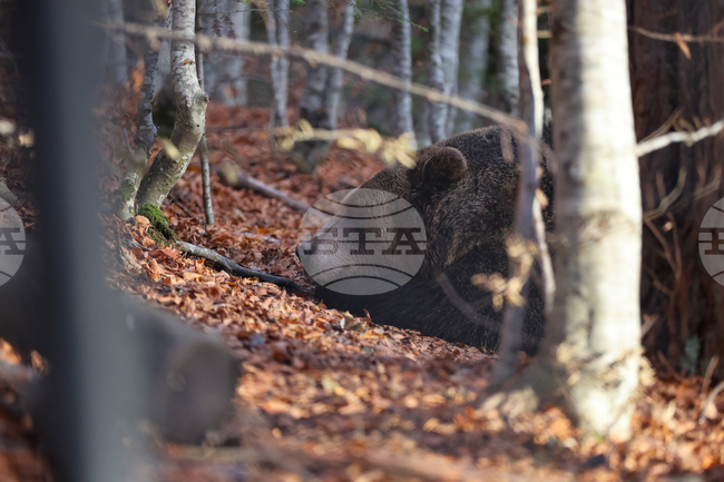 На прага на зимата всяка от мечките в парка в Белица се подготвя за хибернация, някои от тях вече спят зимен сън