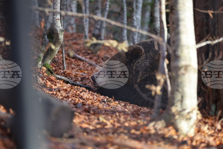 November 17, 2000: First Bear Shelter Park in Eastern Europe Opens near Belitsa