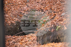 Белица - Парк за мечки - есен