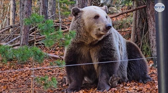 На прага на зимата всяка от мечките в парка в Белица се подготвя за хибернация, някои от тях вече спят зимен сън 