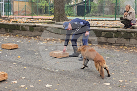 Ловеч - Детско полицейско управление - занятие със служебно куче