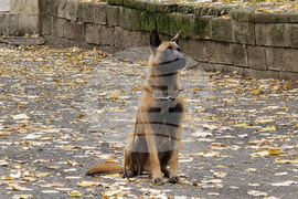Ловеч - Детско полицейско управление - занятие със служебно куче