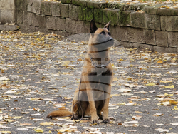 Ловеч - Детско полицейско управление - занятие със служебно куче