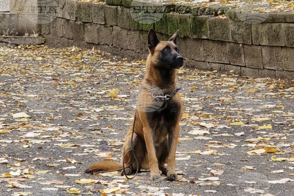 Ловеч - Детско полицейско управление - занятие със служебно куче