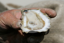 Florida Oysters